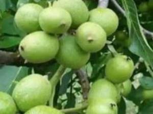 تولید کننده نهال در قزوین