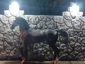 خرید و فروش اسب در گلستان