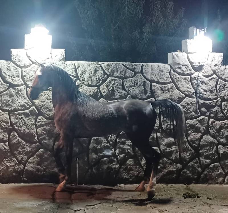 خرید و فروش اسب در گلستان