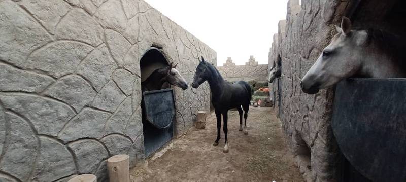 خرید فروش اسب اصیل در گیلان