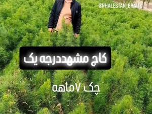 فروش اقساطی کاج در مشهد