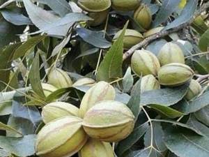 گردو پکان مناسب مناطق گرمسیری