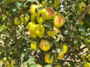 نهال سیب گلدن رزنا در میاندوآب