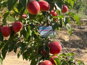 خرید نهال زردآلوی ویکات در میاندواب