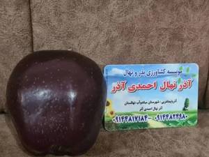 خرید نهال سیب سیاه جرومین در میاندوآب
