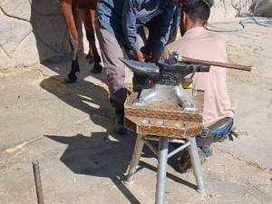 خرید اسب اصیل در کرمان