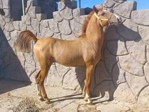 پرورش اسب سوارکاری در کرمان