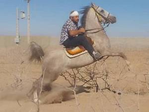 پرورش اسب سوارکاری در کرمان