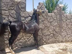 پرورش اسب سوارکاری در کرمان