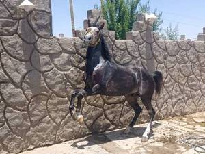 بهترین اسب کرد در کرمان