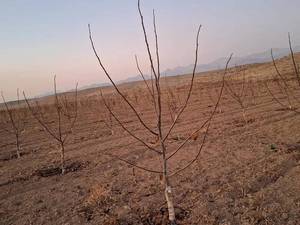 فروش نهال گردو در ارومیه 
