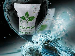 قیمت بذریونجه رنجر آمریکایی در کهنوج