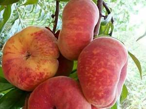 خرید نهال هلو انجیری عسلی در میانه