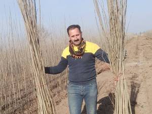 خرید نهال صنوبر نقرا اصلاح‌شده در میانه