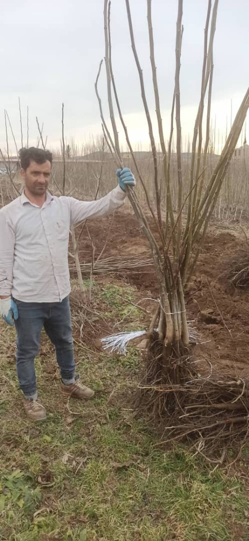 نهال گردو اصلاح شده با کیفیت