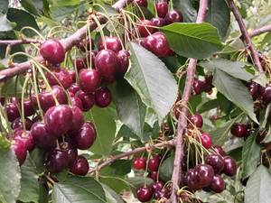 فروش نهال آلبالو و گیلاس در ارومیه