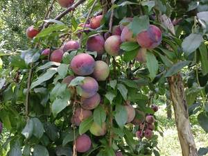 خرید نهال آلو کالیفرنیا در تبریز