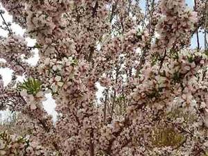 بادام،پیوندی