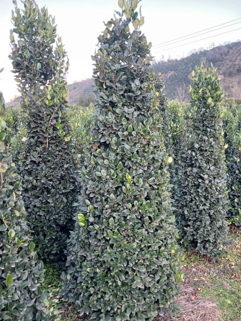 خرید یاس هلندی در لاهیجان