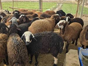 فروش گوسفند افشار در اصفهان