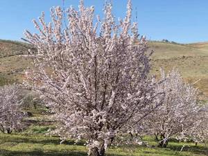 خرید و قیمت نهال مادری بادام شیراز