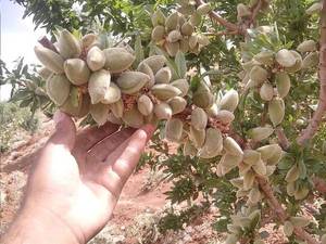قیمت نهال بادام شناسنامه‌دار و لیبل‌دار