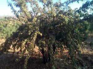 عرضه برترین ارقام بادام پیوندی ایران