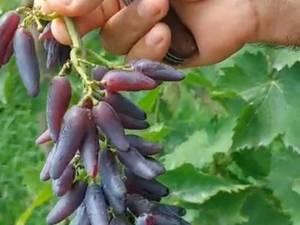 قیمت نهال انگور مارشال شمشیری