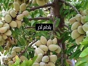 قیمت و خرید نهال بادام آذر 