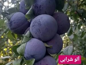 فروش نهال آلو ملس شرابی 