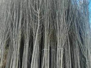 بهترین نهال صنوبر برای کاشت