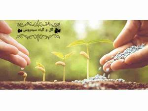 کود چیست؟ + انواع کود باغچه
