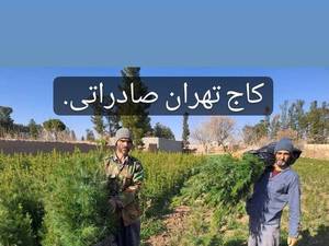 قیمت نهال کاج در تهران