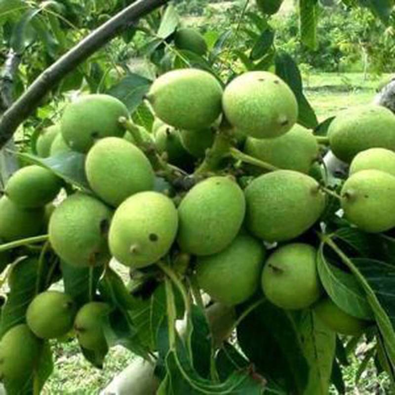 تولید و فروش گردو پیوندی در ارومیه