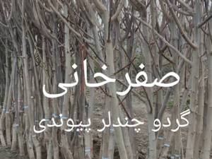 قیمت نهال گردوی چندلر پیوندی