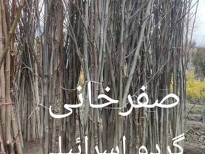 تولید کننده نهال گردو اسرائیلی شهریار