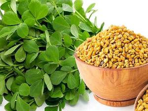 قیمت بذر شنبلیله در سنندج