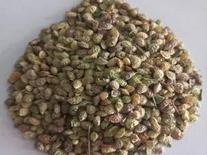 قیمت بذر یونجه اسپرس در مشهد