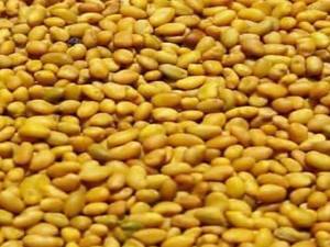 قیمت بذر یونجه بمی در کرمان
