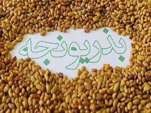 قیمت هر کیلو بذر یونجه نیک شهری