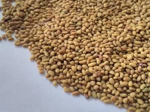 قیمت بذر یونجه مائوپا در اصفهان