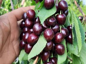 خرید نهال گیلاس تکدانه مشهد