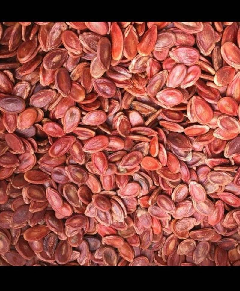 خرید تخمه هندوانه ژاپنی تربت جام