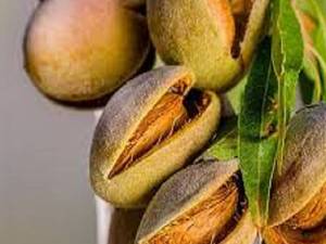 بهترین زمان برای کاشت نهال بادام 
