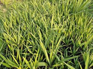 درختچه یوکا برای باغ در محمودآباد