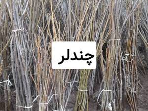 نهال گردو چندلر برای مناطق سردسیری