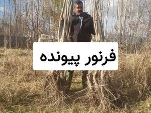 قیمت نهال گردو فرنور در ارومیه