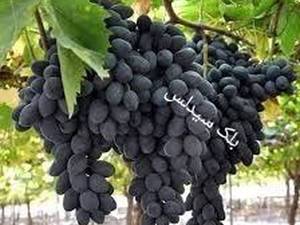 قیمت نهال انگور بلک سیدلس در ارومیه