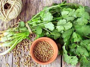 خواص سبزی و دانه گشنیز چیست؟