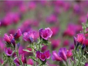  قیمت گل گاوزبان وحشی صادراتی در کاشان